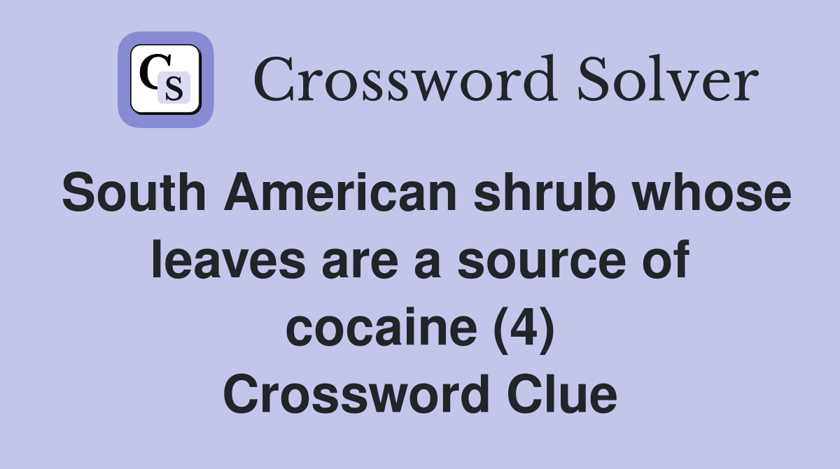 South American shrub whose leaves are a source of cocaine (4) Crossword Clue