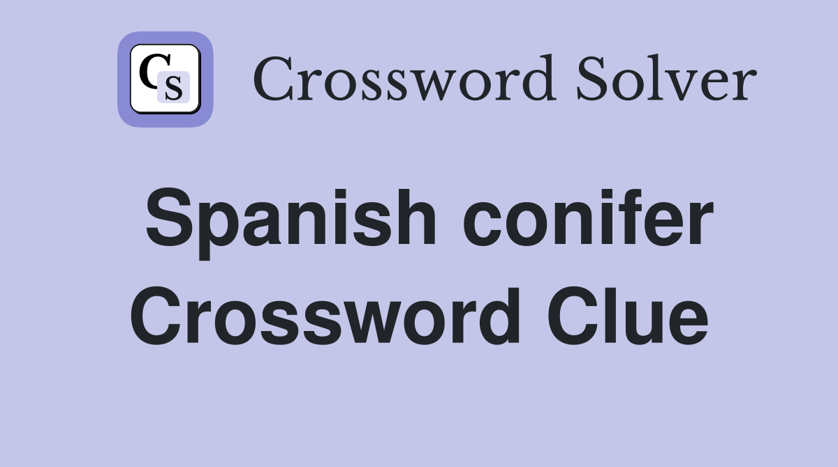 Spanish conifer Crossword Clue
