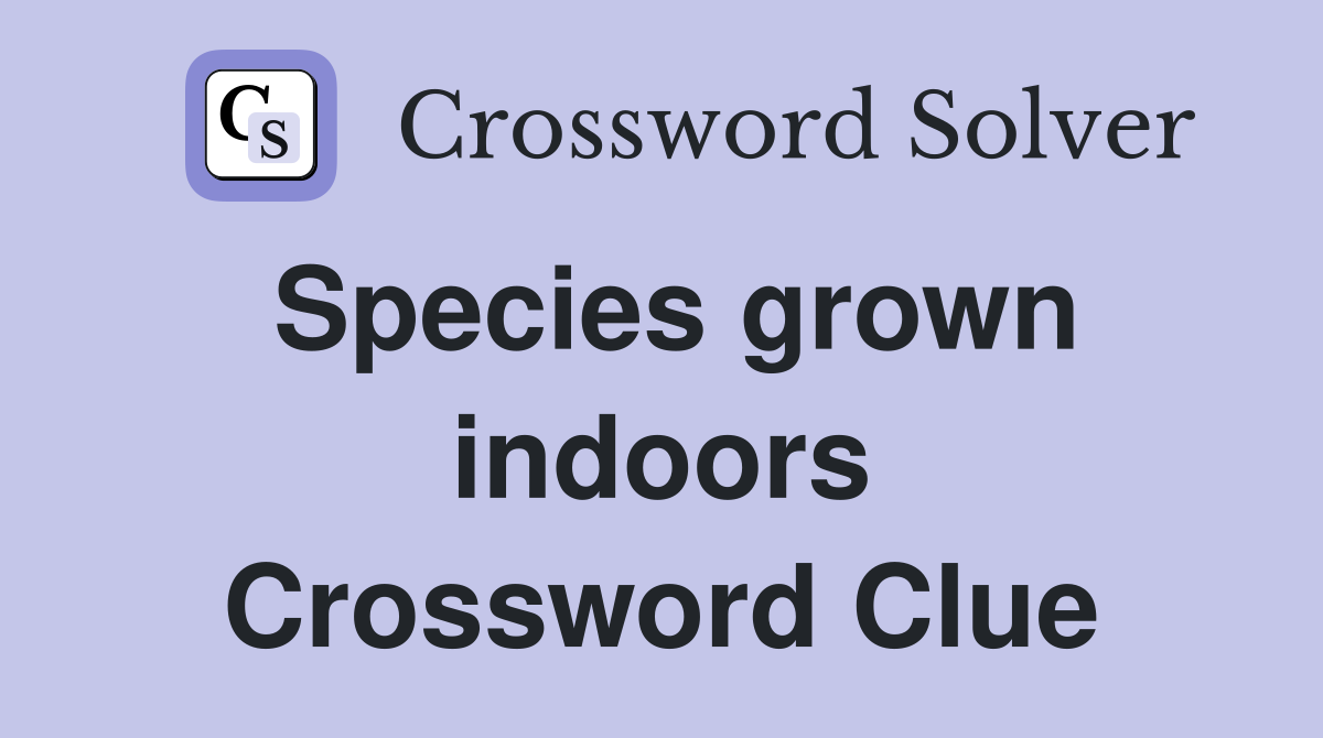 Species grown indoors Crossword Clue