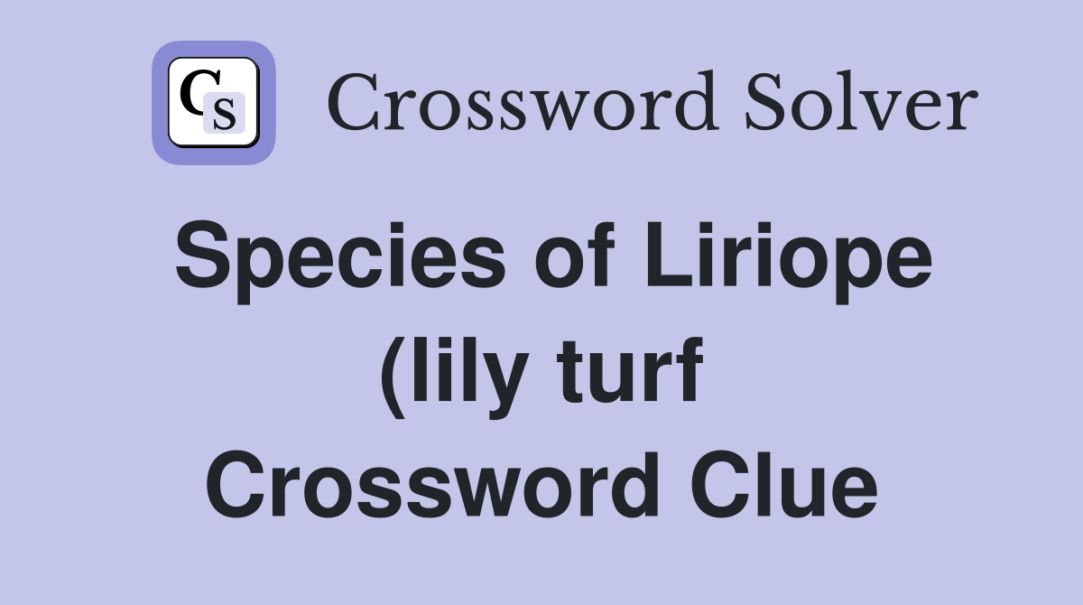 Species of Liriope (lily turf) with flower spikes like grape hyacinth Species of Liriope (lily turf) with flower spikes like grape hyacinth