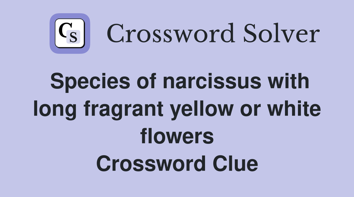 Species of narcissus with long fragrant yellow or white flowers Crossword Clue