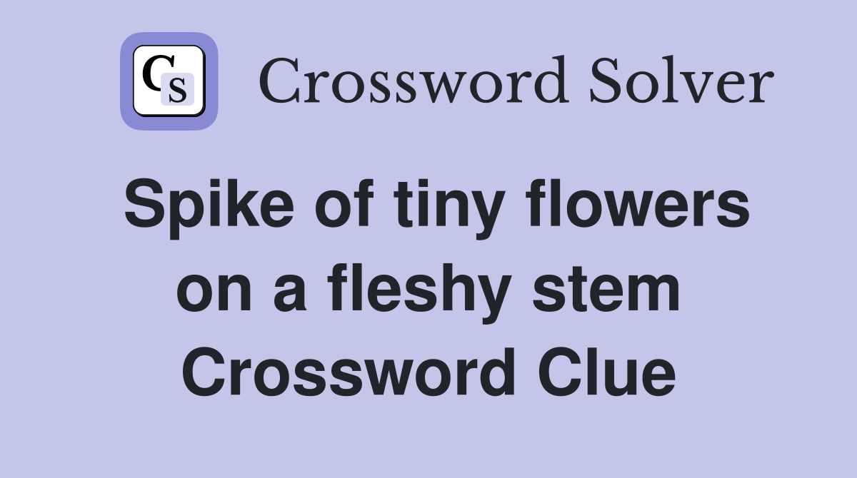 Spike of tiny flowers on a fleshy stem Crossword Clue