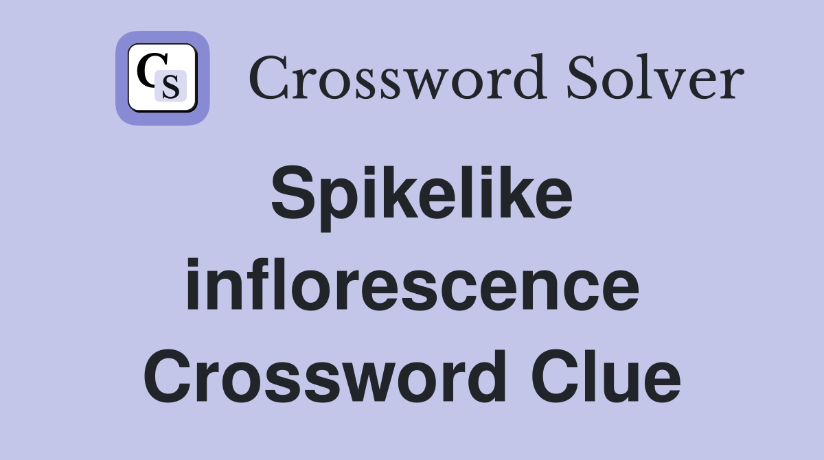 Spikelike inflorescence Crossword Clue