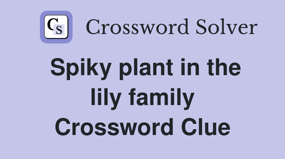 Spiky plant in the lily family Crossword Clue
