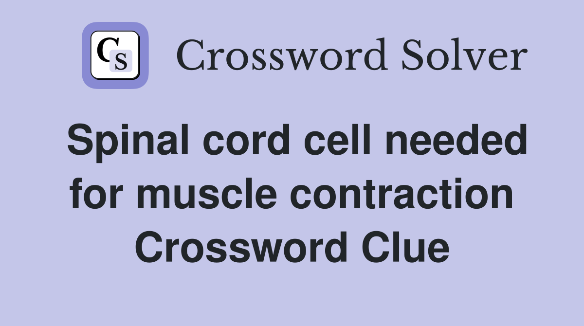 Spinal cord cell needed for muscle contraction Crossword Clue