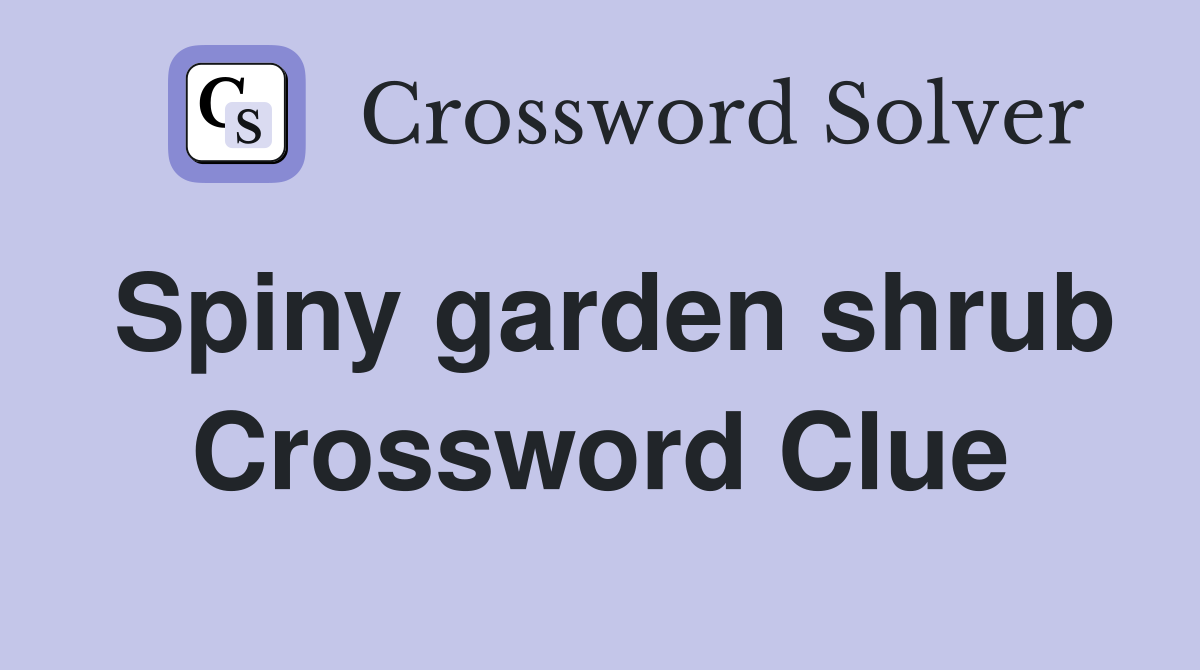 Spiny garden shrub Crossword Clue