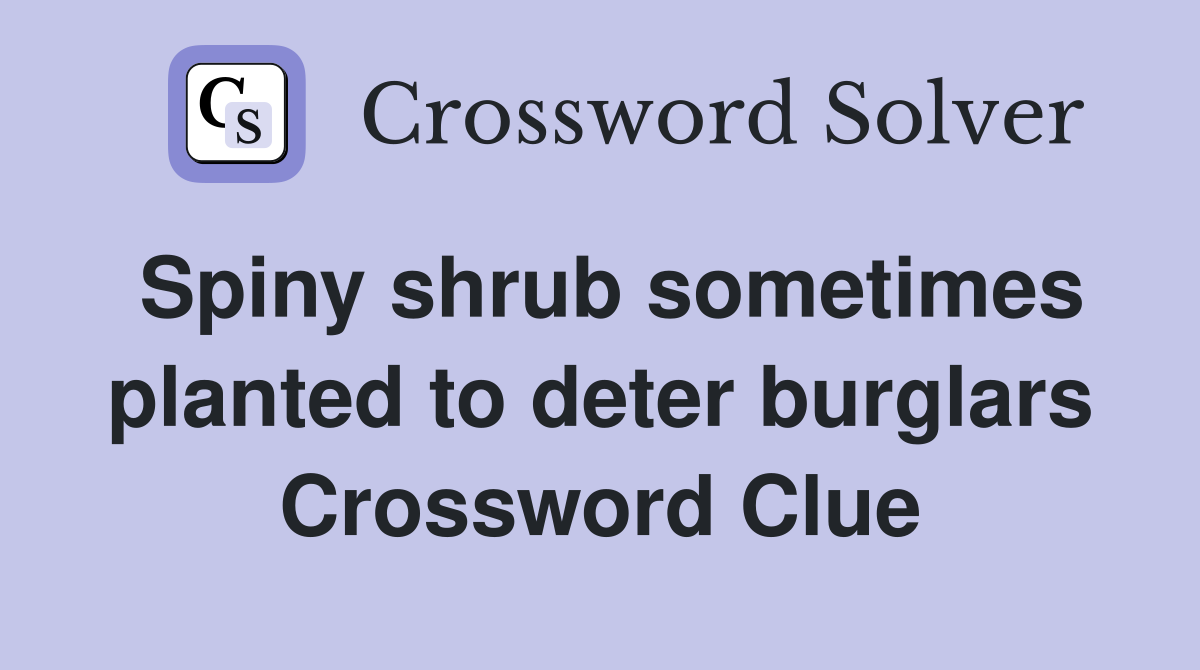 Spiny shrub sometimes planted to deter burglars Crossword Clue