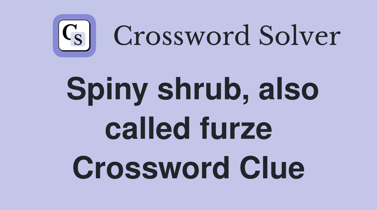Spiny shrub, also called furze Crossword Clue