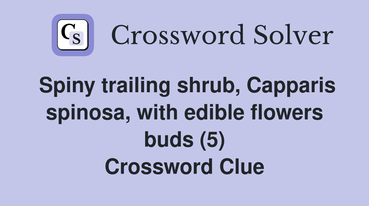 Spiny trailing shrub, Capparis spinosa, with edible flowers buds (5) Crossword Clue