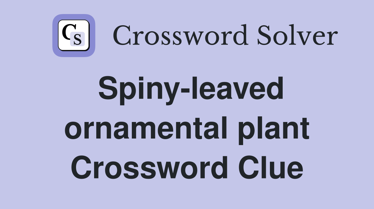Spiny-leaved ornamental plant Crossword Clue