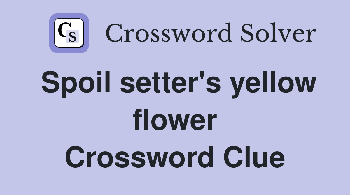 Spoil setter's yellow flower Crossword Clue