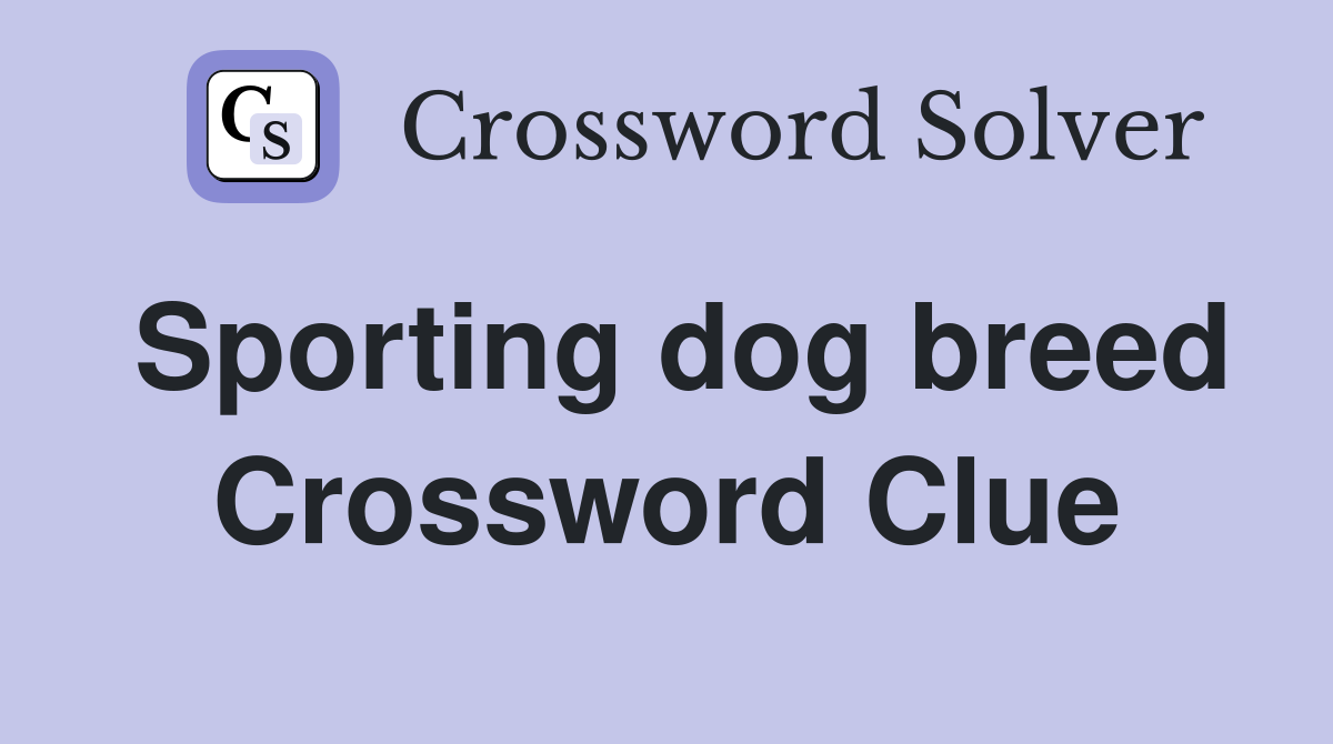 Sporting dog breed Crossword Clue