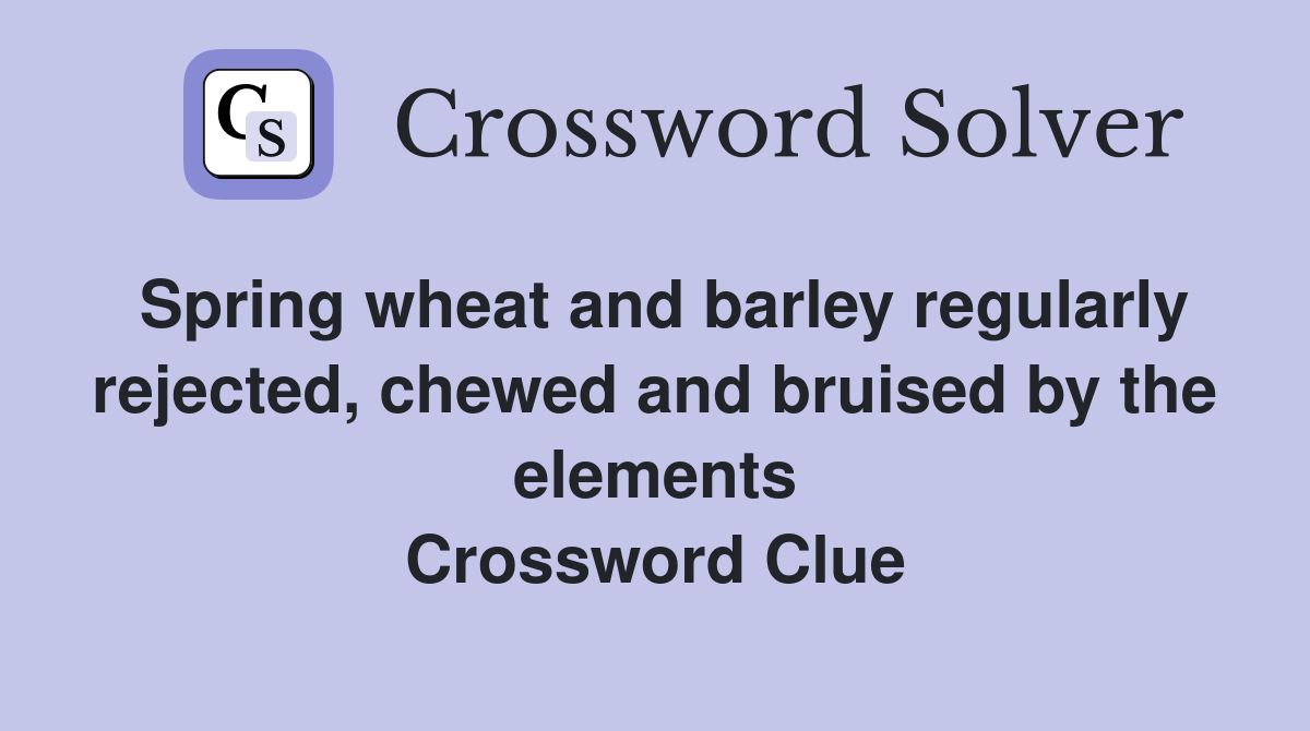 Spring wheat and barley regularly rejected, chewed and bruised by the elements Crossword Clue