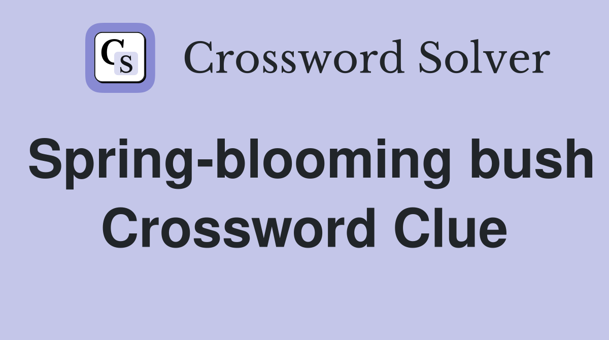 Spring-blooming bush Crossword Clue