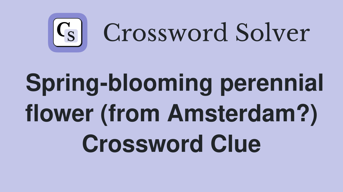 Spring-blooming perennial flower (from Amsterdam?) Crossword Clue