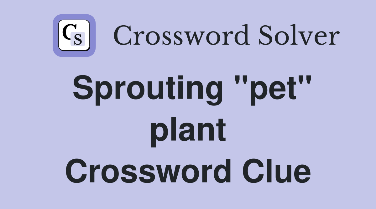 Sprouting ''pet'' plant Crossword Clue
