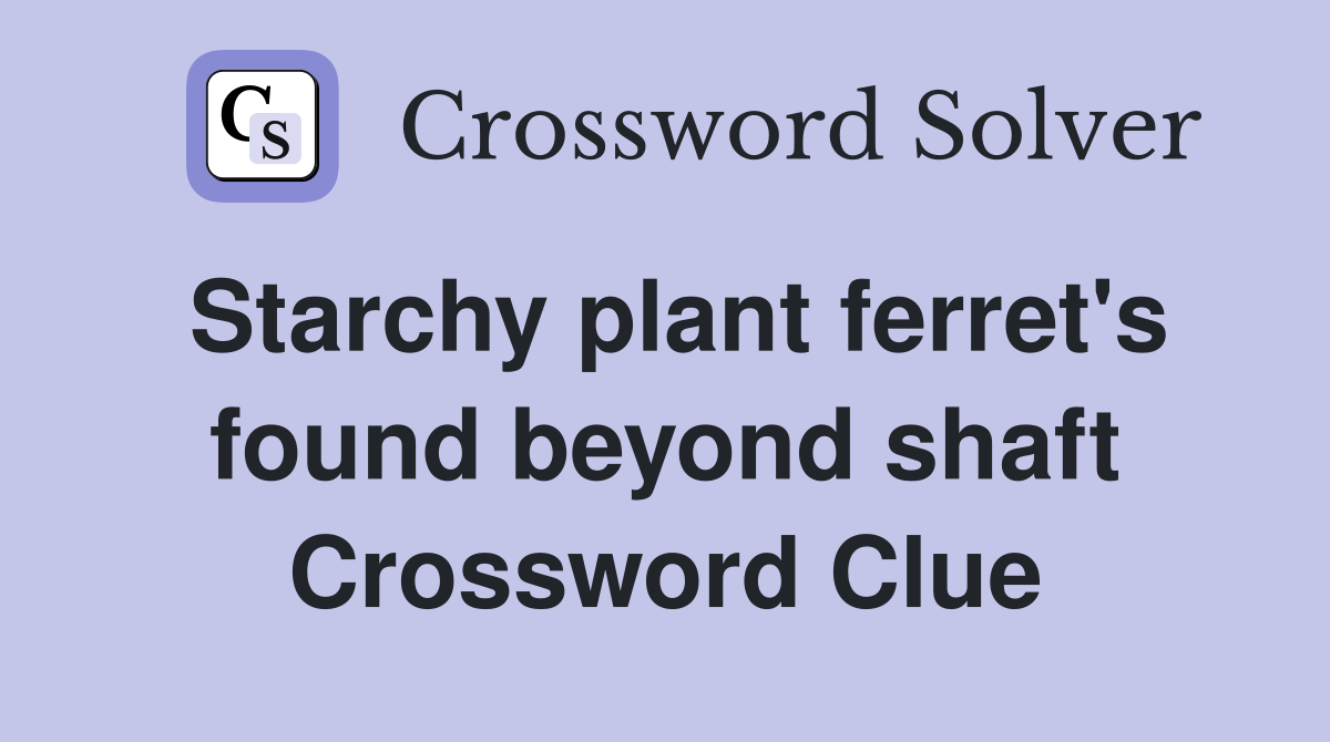 Starchy plant ferret's found beyond shaft Crossword Clue