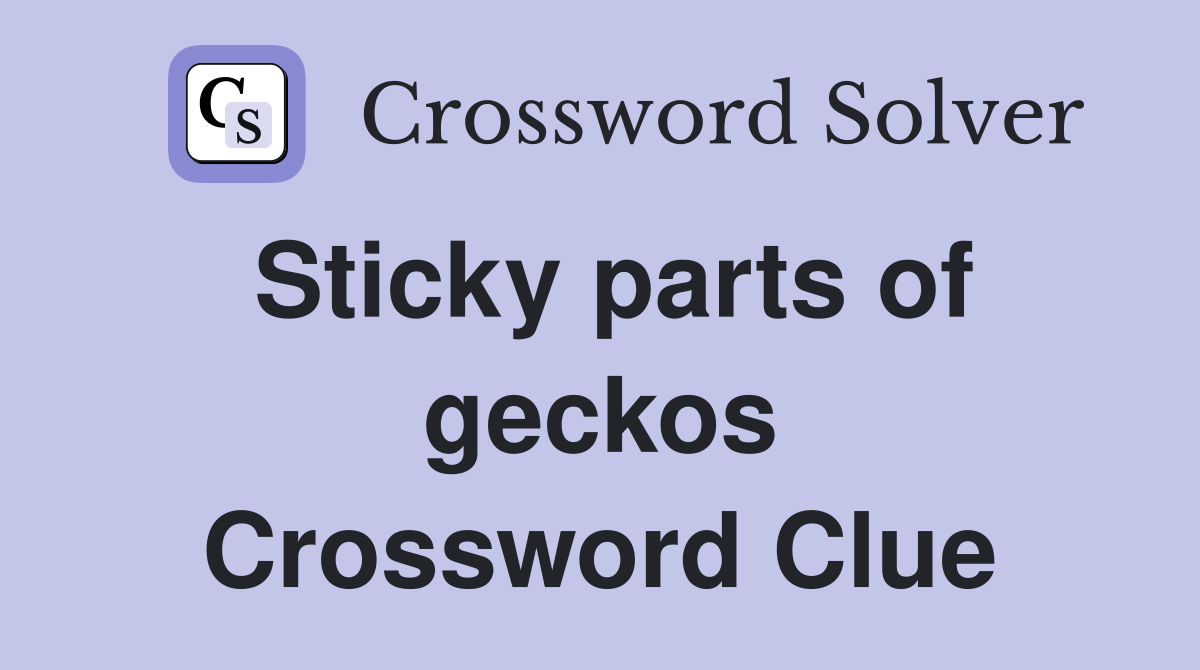 Sticky parts of geckos Crossword Clue
