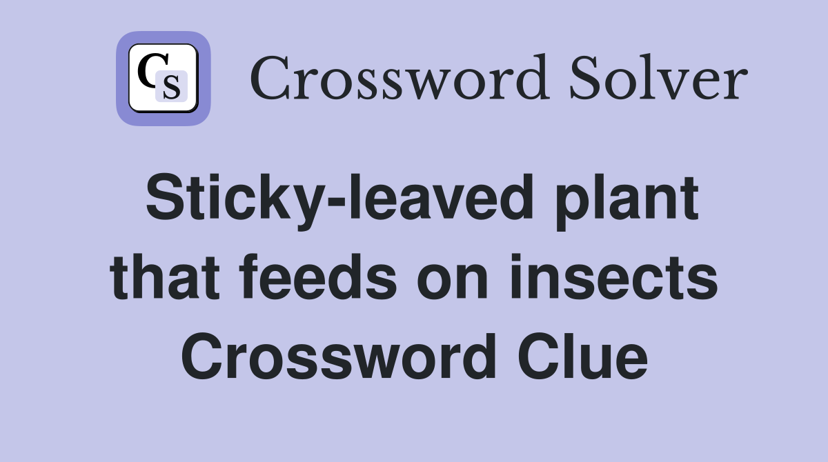Sticky-leaved plant that feeds on insects Crossword Clue