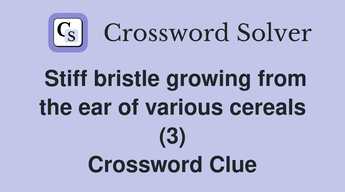 Stiff bristle growing from the ear of various cereals (3) Crossword