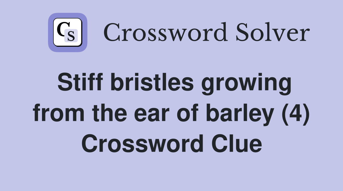 Stiff bristles growing from the ear of barley (4) Crossword Clue