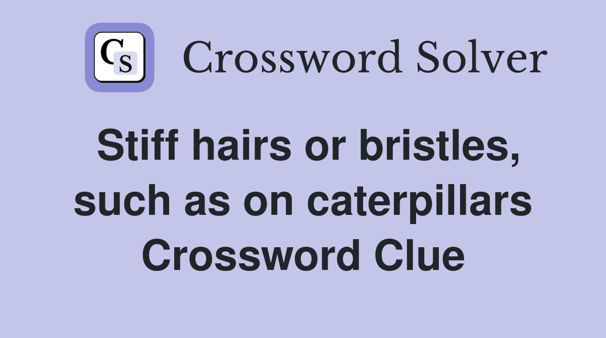 Stiff hairs or bristles, such as on caterpillars Crossword Clue