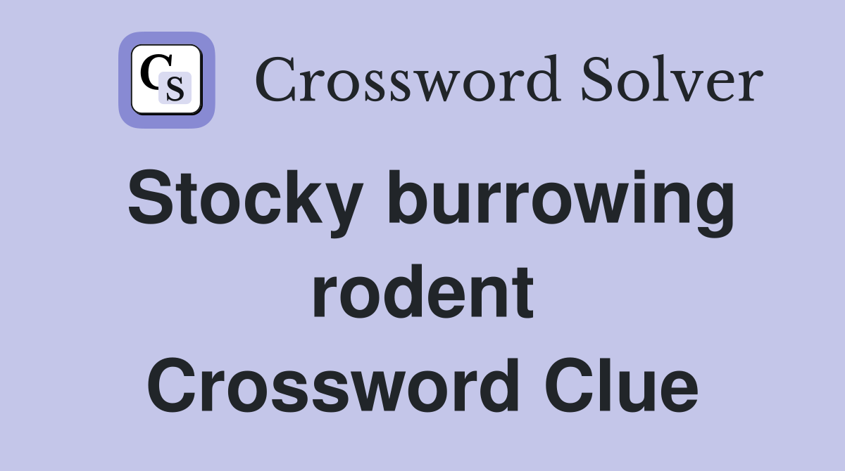 Stocky burrowing rodent Crossword Clue