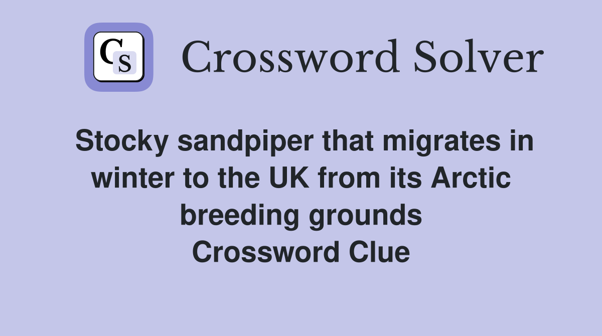 Stocky sandpiper that migrates in winter to the UK from its Arctic breeding grounds Crossword Clue