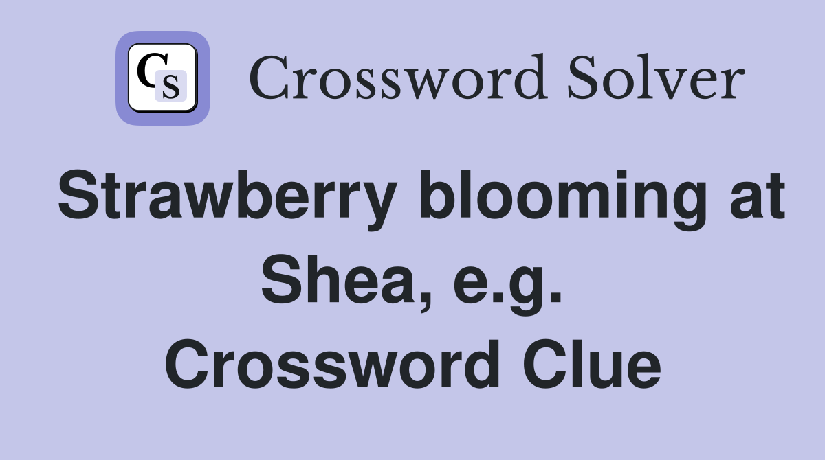 Strawberry blooming at Shea, e.g. Crossword Clue