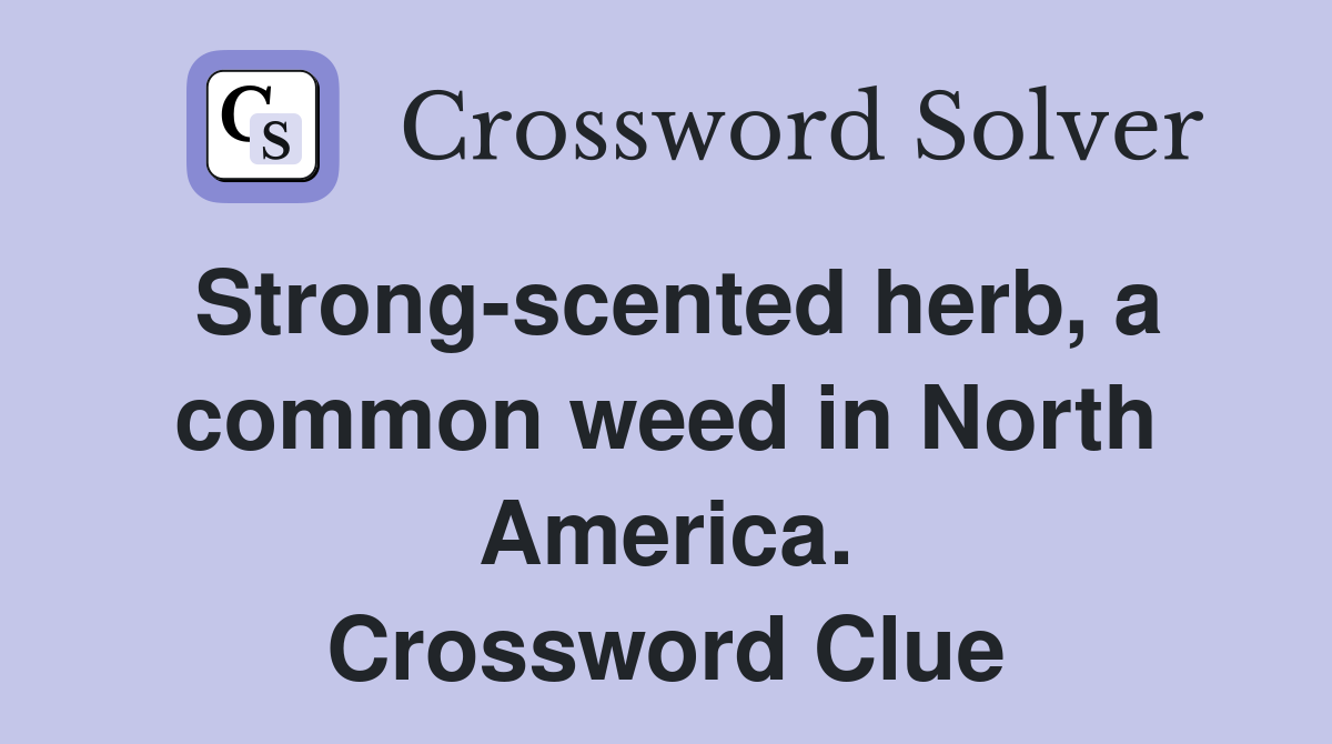 Strong-scented herb, a common weed in North America. Crossword Clue