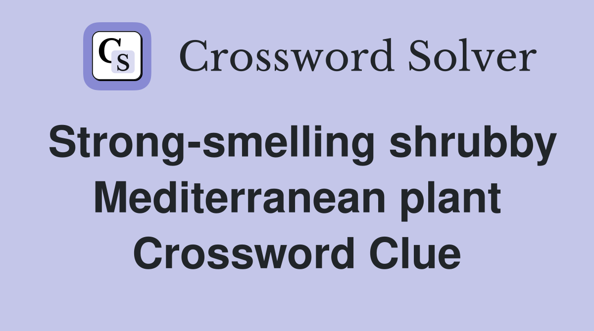 Strong-smelling shrubby Mediterranean plant Crossword Clue