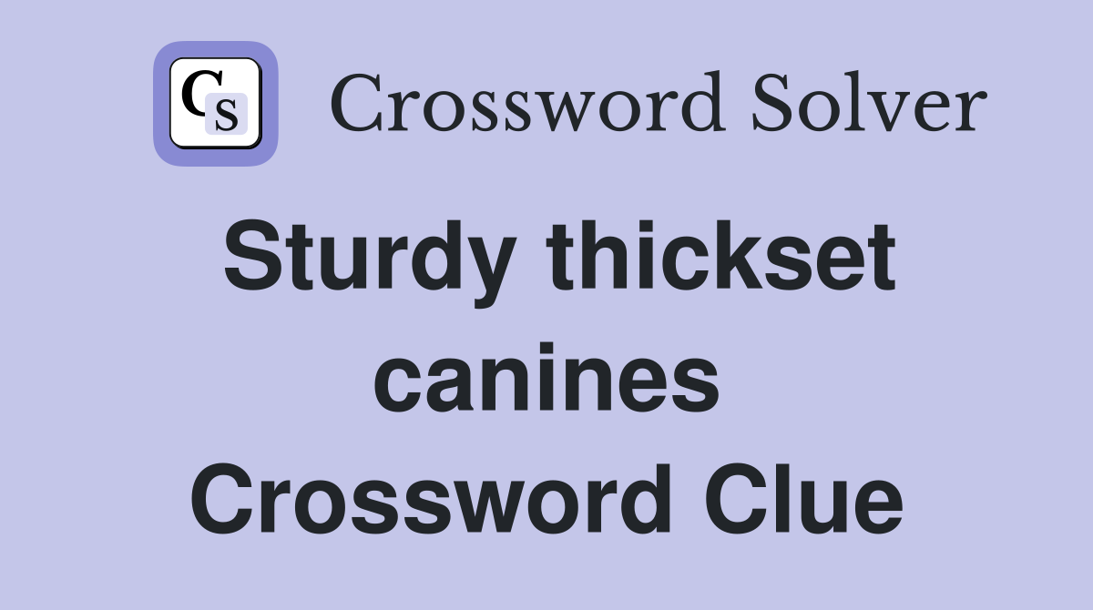 Sturdy thickset canines Crossword Clue