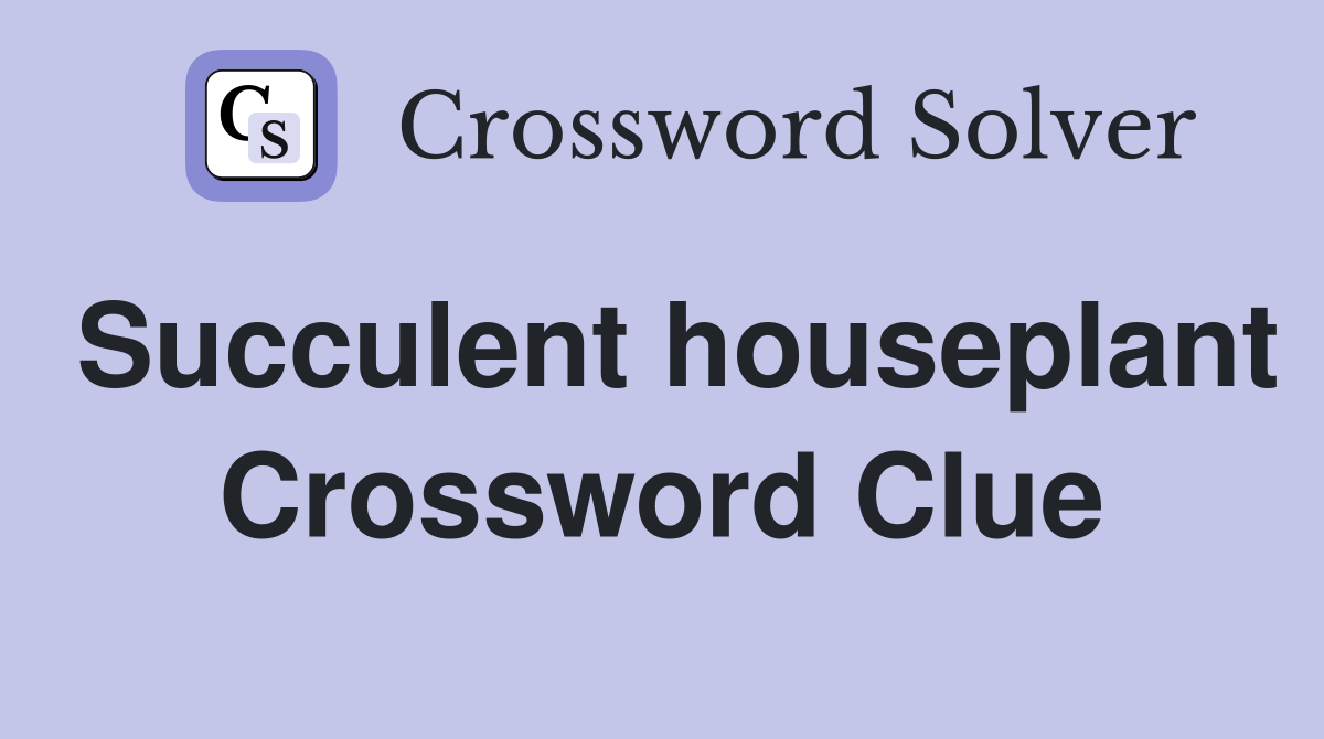 Succulent houseplant Crossword Clue