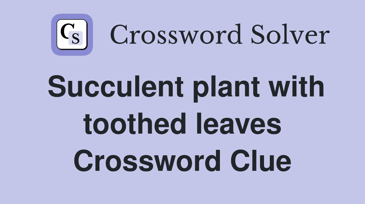 Succulent plant with toothed leaves Crossword Clue
