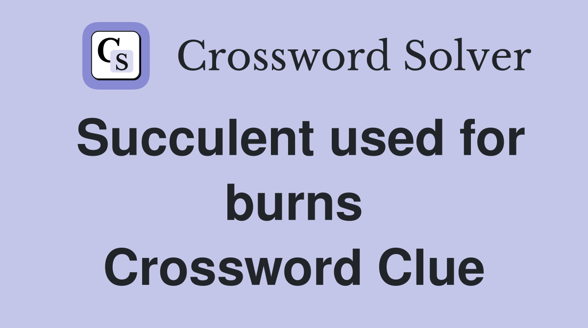 Succulent used for burns Crossword Clue