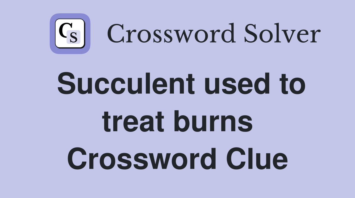 Succulent used to treat burns Crossword Clue
