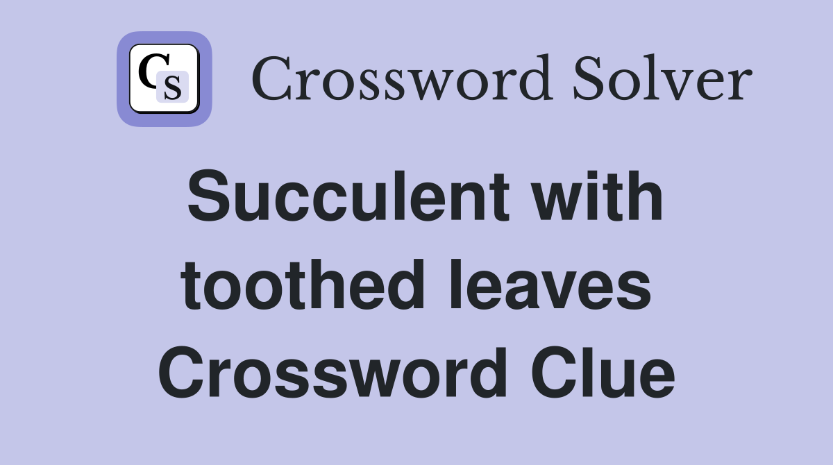 Succulent with toothed leaves Crossword Clue
