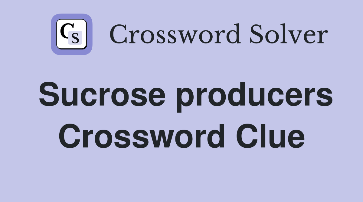 Sucrose producers Crossword Clue
