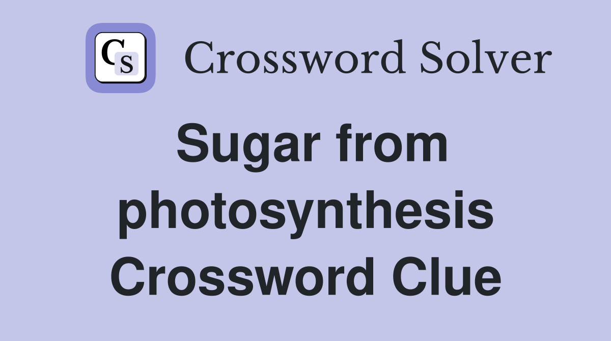 Sugar from photosynthesis Crossword Clue