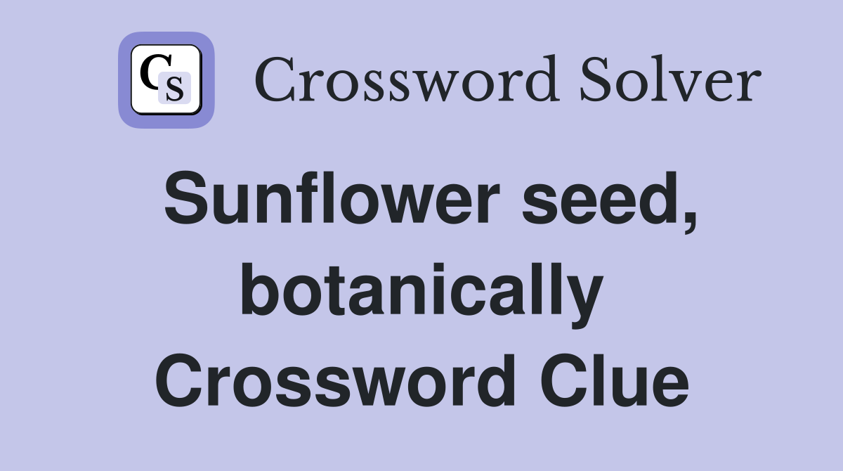 Sunflower seed, botanically Crossword Clue