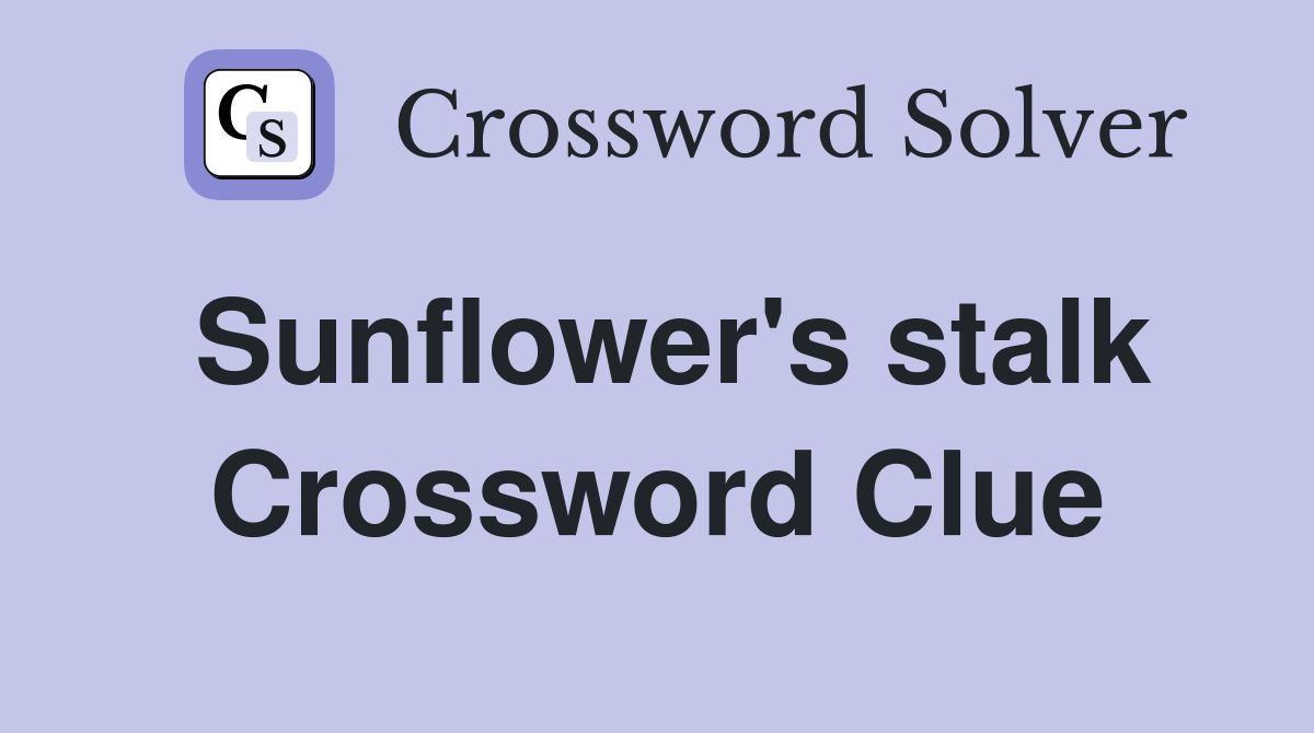 Sunflower's stalk Crossword Clue