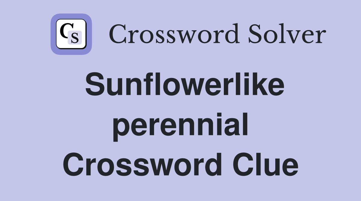 Sunflowerlike perennial Crossword Clue