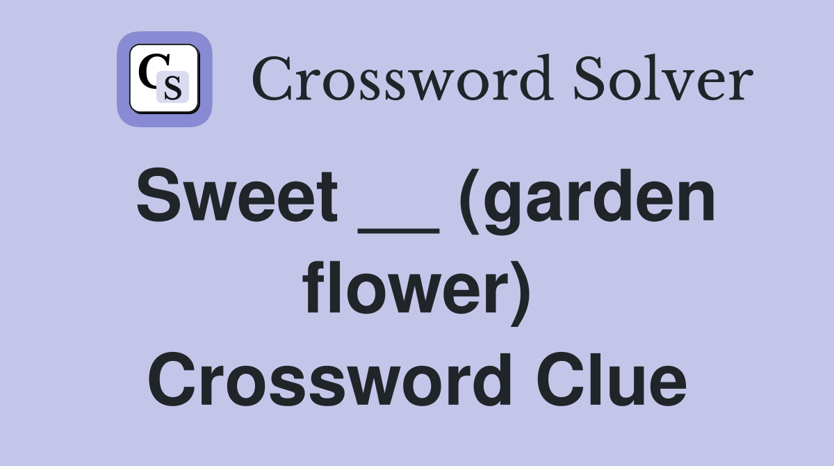 Sweet __ (garden flower) Crossword Clue