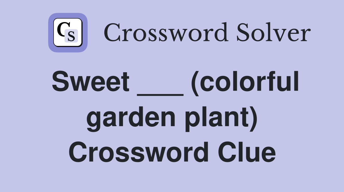 Sweet ___ (colorful garden plant) Crossword Clue
