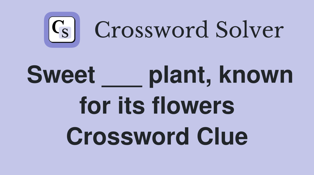 Sweet ___ plant, known for its flowers Crossword Clue
