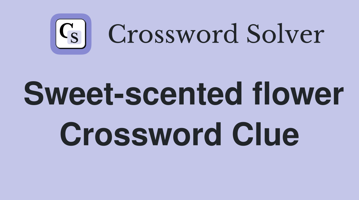 Sweet-scented flower Crossword Clue