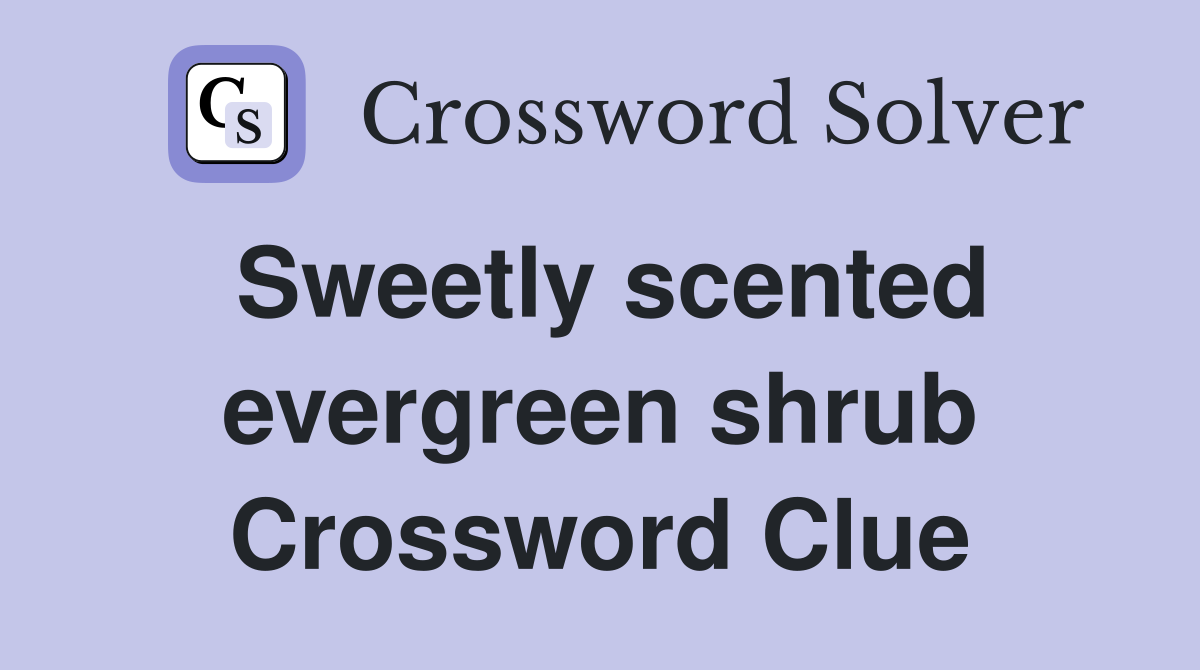 Sweetly scented evergreen shrub Crossword Clue