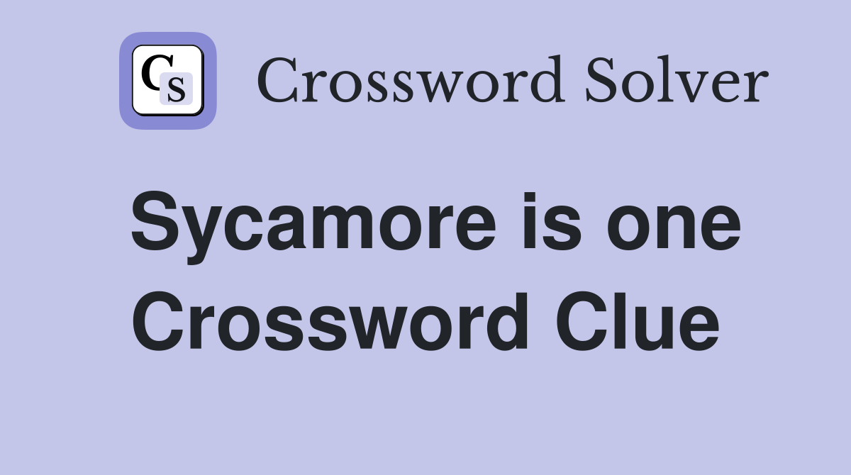 Sycamore is one Crossword Clue