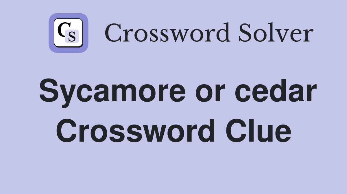 Sycamore or cedar Crossword Clue