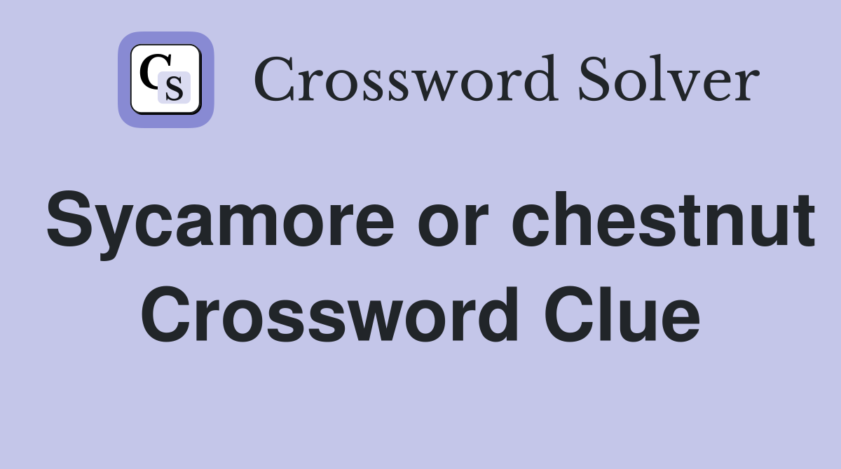 Sycamore or chestnut Crossword Clue